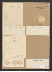 Campylodiscus daemelianus Grun. (de-Toni-Nr.: Genus 57, Species 2454) Zeichnungen Sammlung Grunow Nr. 4941 (NHMW-BOT-W0373155)